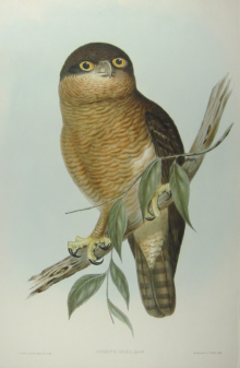 John Gould Birds of Australia